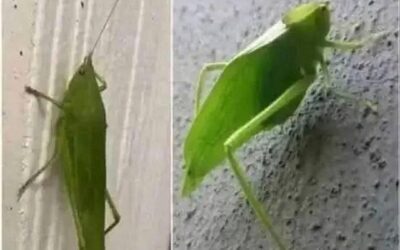 Que significa ver una esperanza verde en tu casa