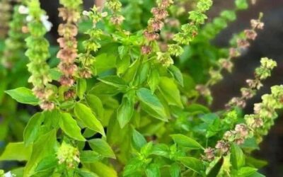La infusión de esta planta mejora tu vista de forma natural