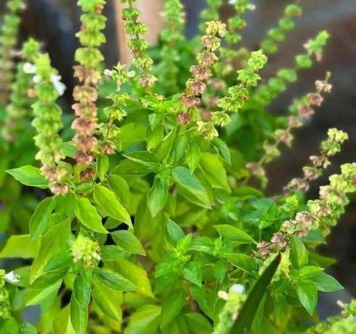 La infusión de esta planta mejora tu vista de forma natural