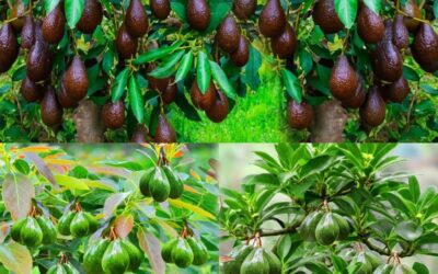 Como cultivar aguacates en casa