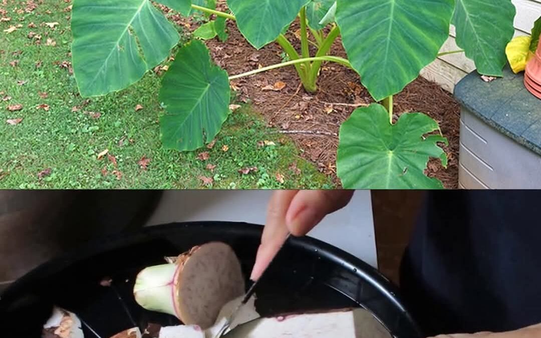 Taro (Colocasia esculenta): el poder de su raíz y más allá