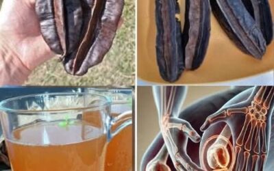 5 usos medicinales del algarrobo que debes conocer