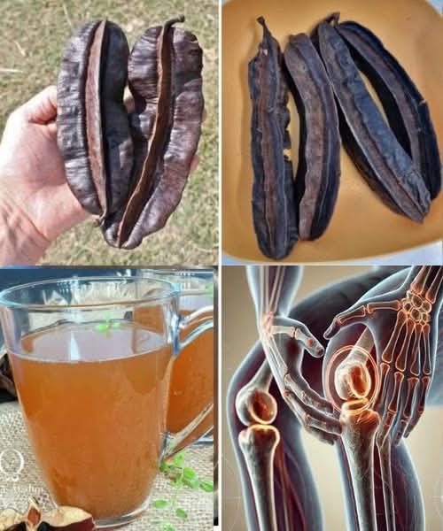 5 usos medicinales del algarrobo que debes conocer