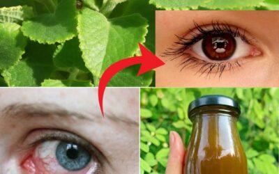 Receta de té de orégano