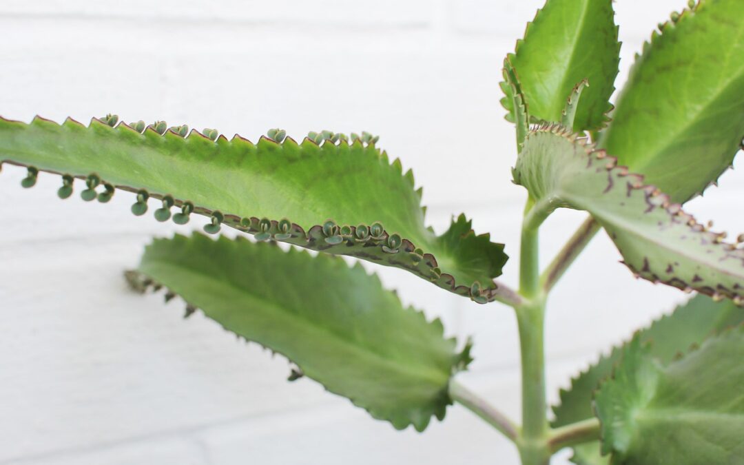 la planta Kalanchoe