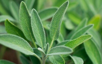La Planta que reduce los niveles de colesterol y azúcar