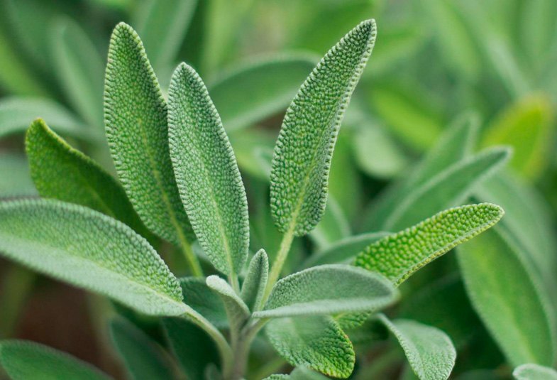 La Planta que reduce los niveles de colesterol y azúcar