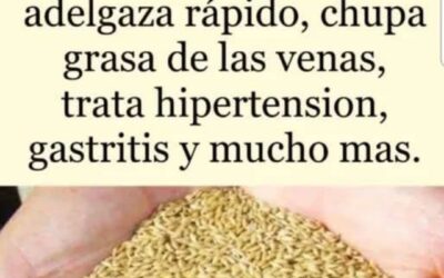 Alpiste el milagro de la naturaleza