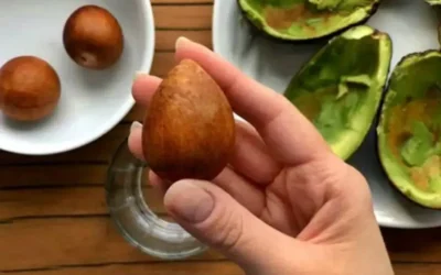 Semilla de Aguacate
