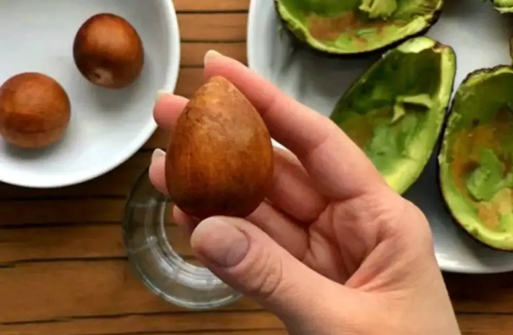 Semilla de Aguacate