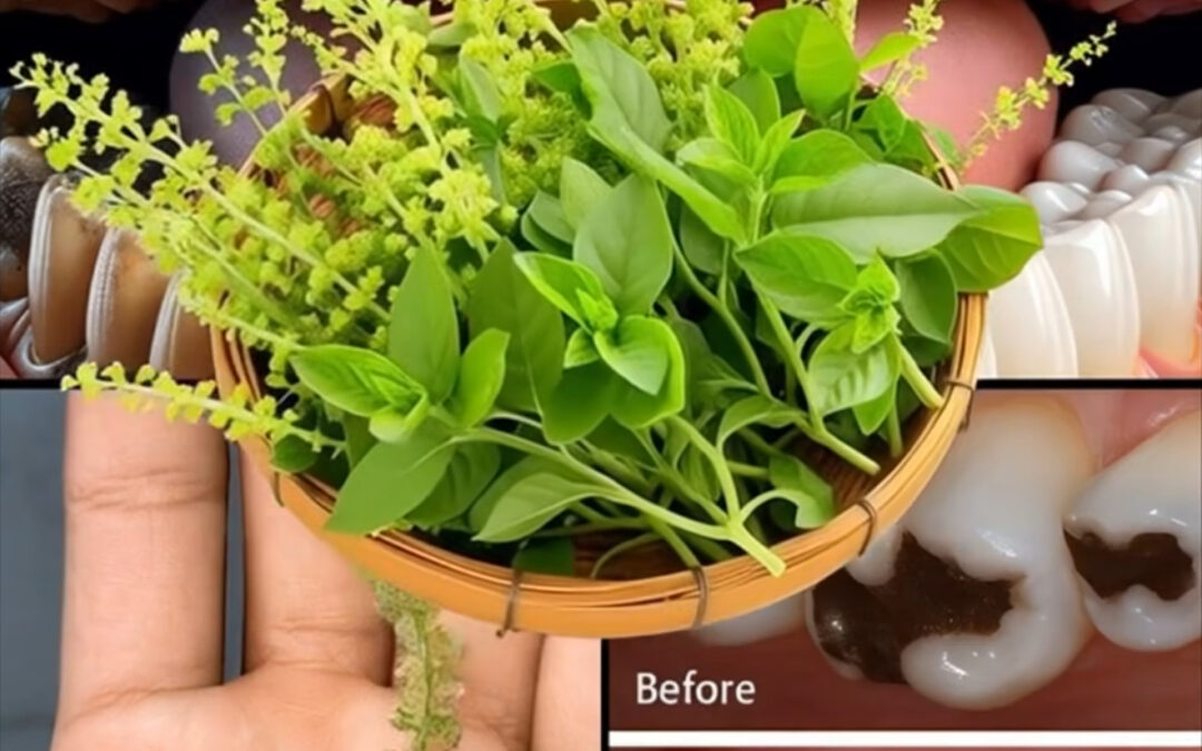 Descubre el secreto de una sonrisa radiante: ¡Cómo la albahaca sagrada (tulsi) transforma tu salud bucal!