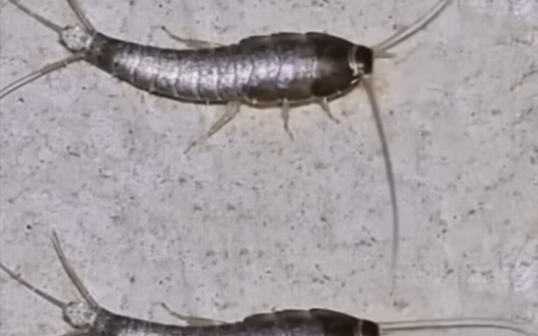 La tijerilla: cómo alejar este insecto de tu hogar de forma natural