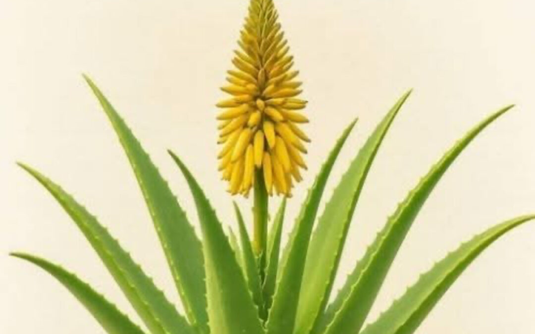 El Significado de la Floración de la Sábila