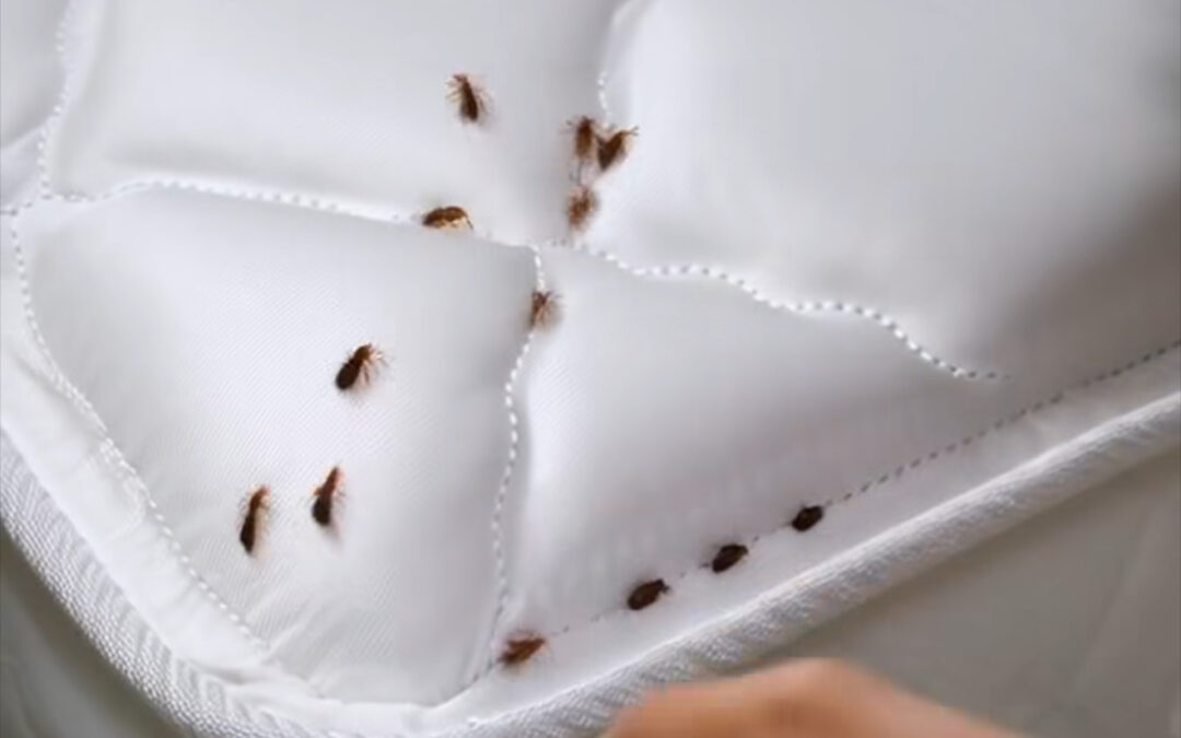 Chinches ¡Fuera! La Guía Completa para Amas de Casa que Quieren un Hogar Libre de Plagas