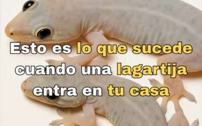 QUE SIGNIFICA CUANDO UNA LAGARTIJA VISITA TU CASA