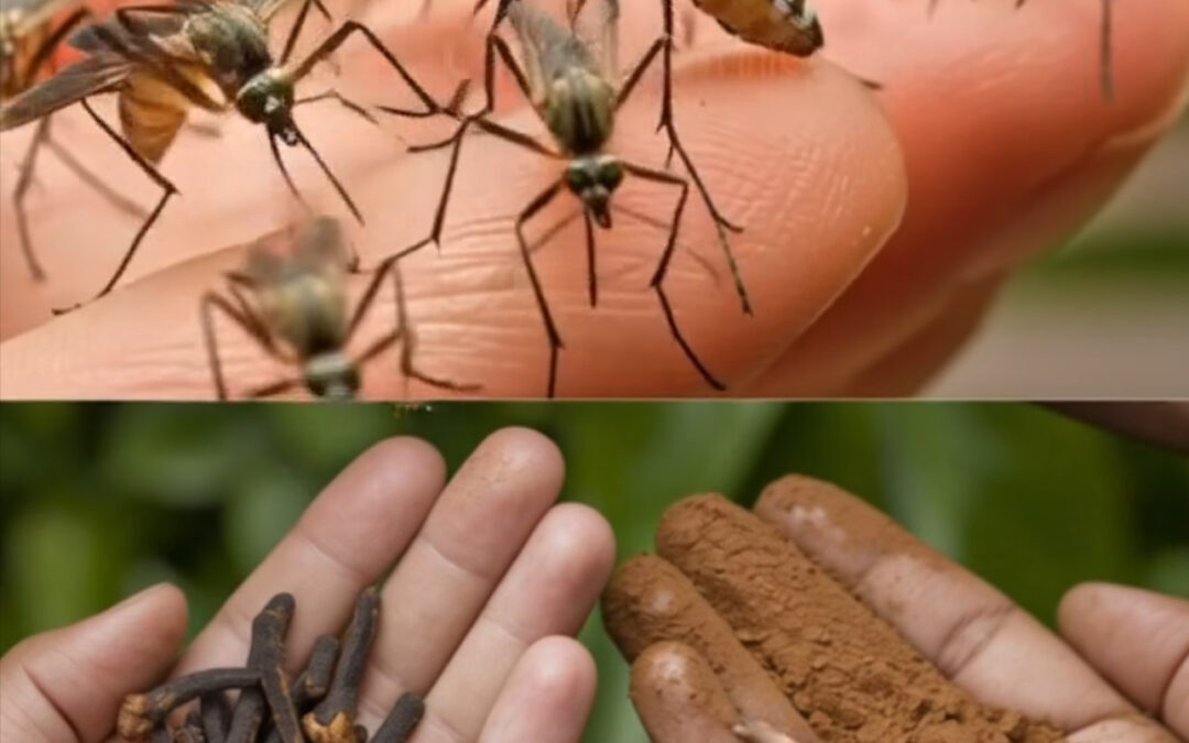Repelente Natural para Mantener los Mosquitos Fuera de Casa