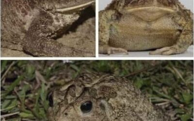 Sabias que los SAPOS llegan a tu casa