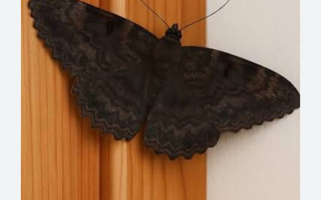 EL SIGNIFICADOS SOBRE LA MARIPOSA NEGRA CUANDO APARECE EN TU CASA