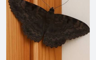 EL SIGNIFICADOS SOBRE LA MARIPOSA NEGRA CUANDO APARECE EN TU CASA
