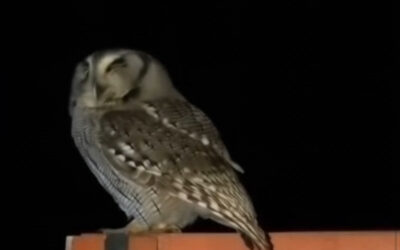 El misterio de las lechuzas: por qué rondan tu hogar y qué perciben