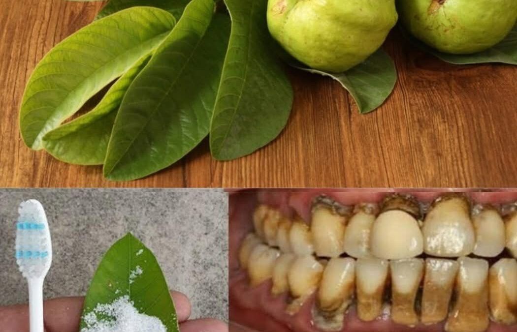 Hojas de guayaba: remedio natural para dientes y encías