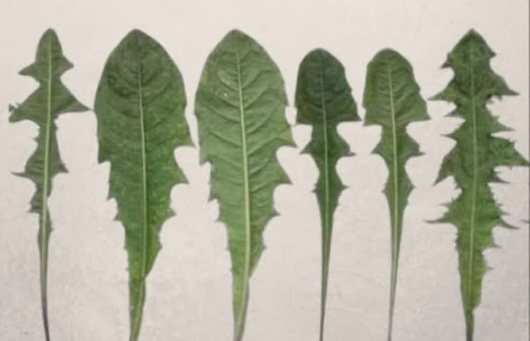 El diente de león: un tesoro poco conocido de la naturaleza 🌿