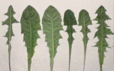 El diente de león: un tesoro poco conocido de la naturaleza 🌿