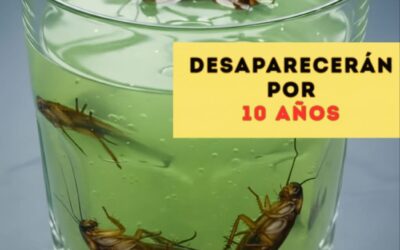 Despídete de mosquitos, cucarachas y otros insectos de forma natural y efectiva