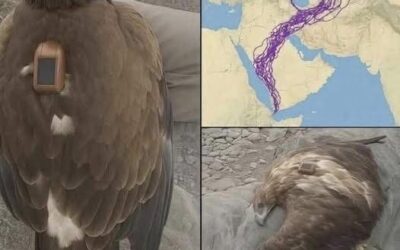 Aves Majestuosas: Lo que la Migración del Águila Puede Enseñarnos para Cuidar Nuestra Salud