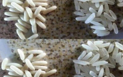 Cómo Identificar el Arroz Real del Falso: Un Guía Práctica
