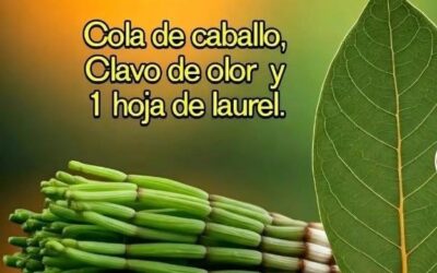 Te de laurel y clavo de olor