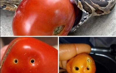 SIEMPRE QUE TE ENCUENTRES CON UN TOMATE CON ESTA APARIENCIA ESPECÍFICA, ABSTENTE DE COMERLO