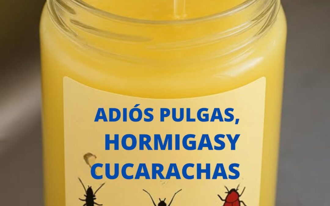 Despídete de las plagas del hogar de forma fácil