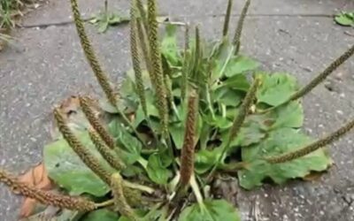 Llantén: una planta medicinal poderosa para tu salud natural