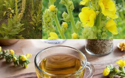 Gordolobo: la planta silvestre que limpia los pulmones de forma natural 🌼