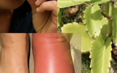 La Hoja de la Vida: La Planta Milagrosa que Regenera, Limpia y Fortalece tu Cuerpo