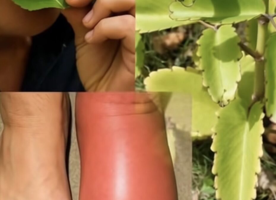 La Hoja de la Vida: La Planta Milagrosa que Regenera, Limpia y Fortalece tu Cuerpo