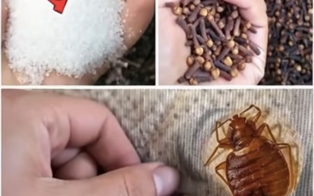 El Ingrediente Sencillo que Hace Desaparecer Chinches, Mosquitos y Cucarachas de Tu Hogar