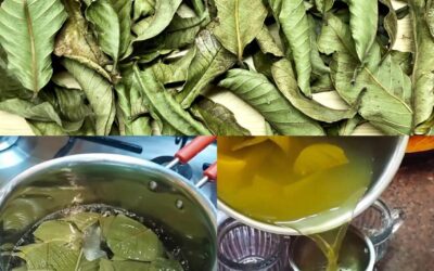 Hojas de guayaba: belleza y salud natural