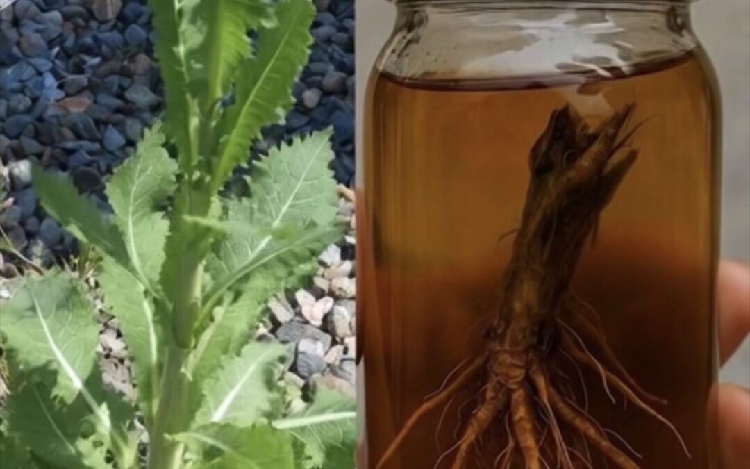 Raíz de Lechuga Silvestre el Calmante Natural que Depura y Alivia el Cuerpo