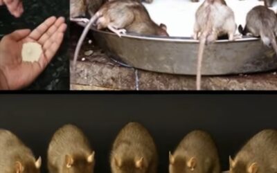 El método casero que está sorprendiendo a todos: ratas y cucarachas desaparecen