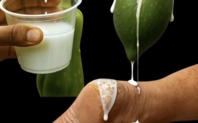 2 Recetas de La Savia de Papaya