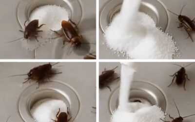 Cómo limpiar el piso para eliminar cucarachas de inmediato