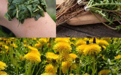 Diente de león: la joya oculta de la naturaleza con 30 beneficios increíbles