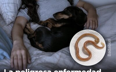 Un doctor acaba de explicar algo que millones de personas no quieren escuchar… pero necesitan saber: Dormir con tu perro o tu gato puede contagiarte enfermedades graves.