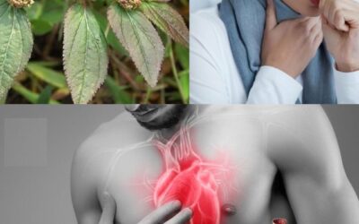 la Hierba de Asma Beneficio para Tu Salud