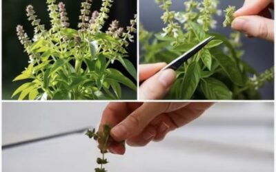 Infusión de Albahaca