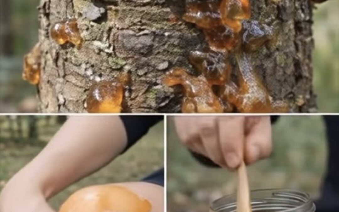 La Resina Olvidada que Vale Oro: El Tesoro Natural que Pocos Supieron Reconocer