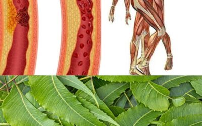 Descubre los Beneficios de las Hojas de Neem para tu Salud