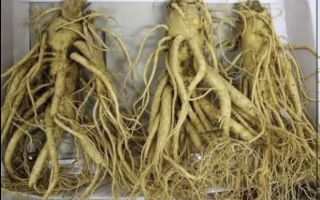 Raíz de dientede león